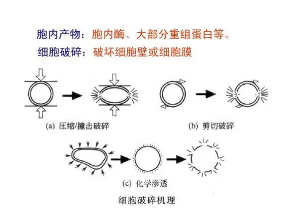 超聲波細胞破碎儀在各行業(yè)的廣泛應(yīng)用